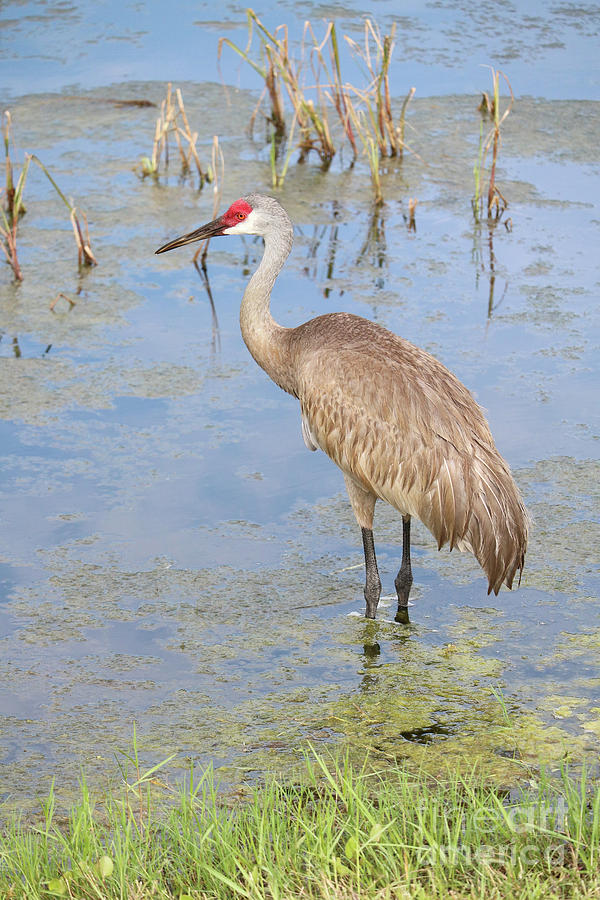 Florida Sandhill Crane by Edge of Pond Photograph by Carol Groenen