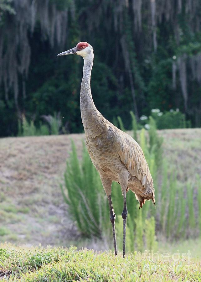 Florida Sandhill Crane Photograph by Carol Groenen - Fine Art America