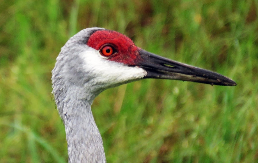 Florida Sandhill Crane Photograph by Mario Carta