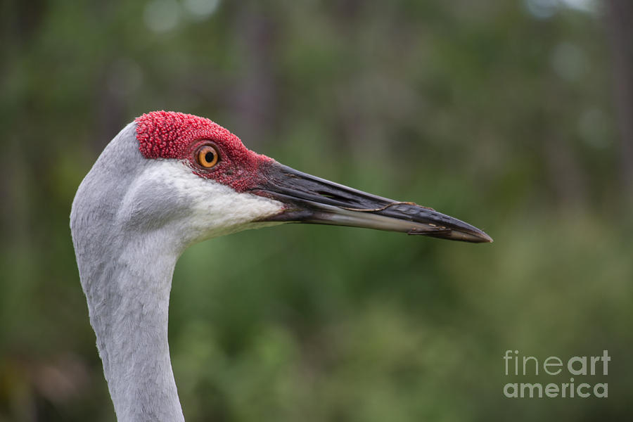 Sandhill Crane Photograph - Florida Sandhill Crane by Michael Rados