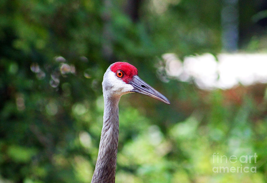 Wildlife Photograph - Florida Sandhill Crane Portrait by Sabrina K Wheeler