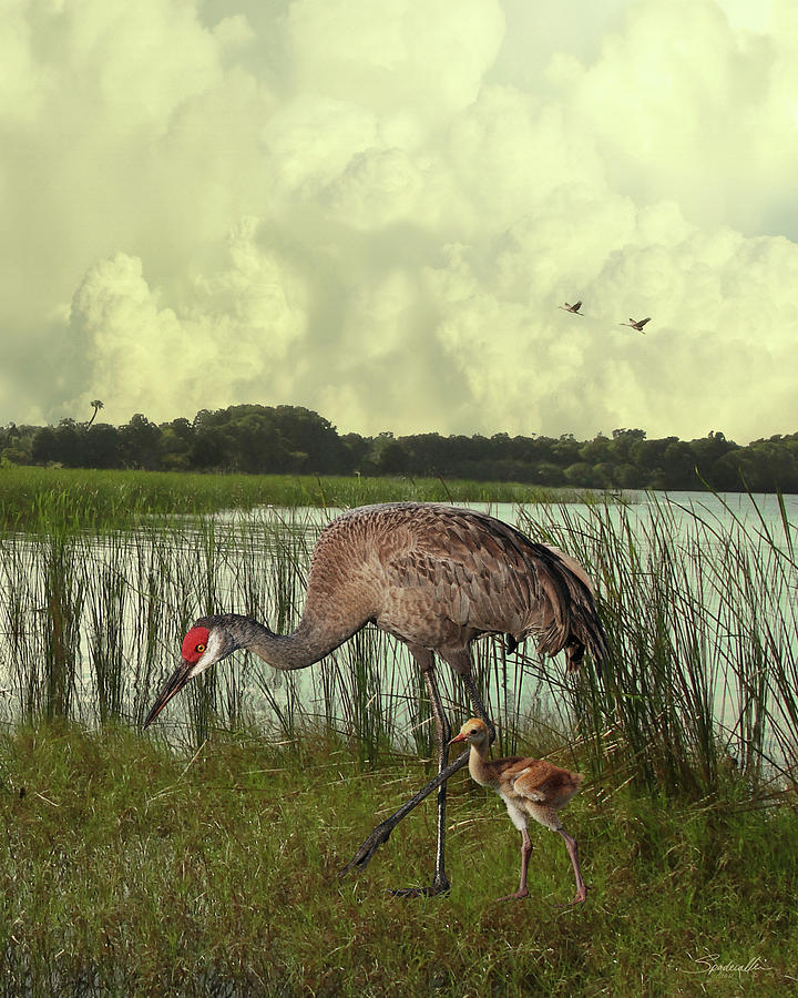 Florida Sandhill Crane with Baby Digital Art by M Spadecaller