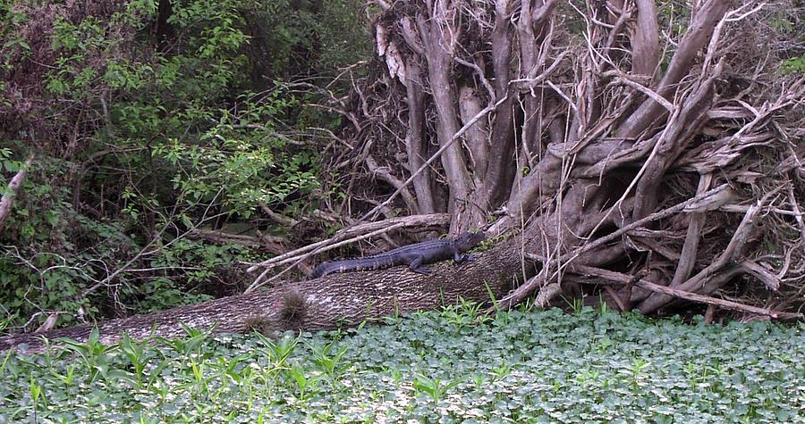 Florida Scenery Photograph by Valia Bradshaw - Fine Art America