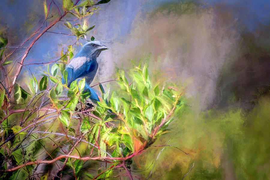 Florida Scrub Jay Digital Art by Glenn Woodell