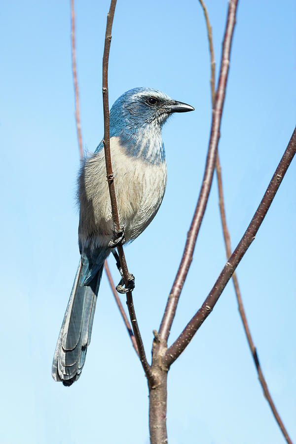 Bird Photograph - Florida Scrub Jay IV by Dawn Currie