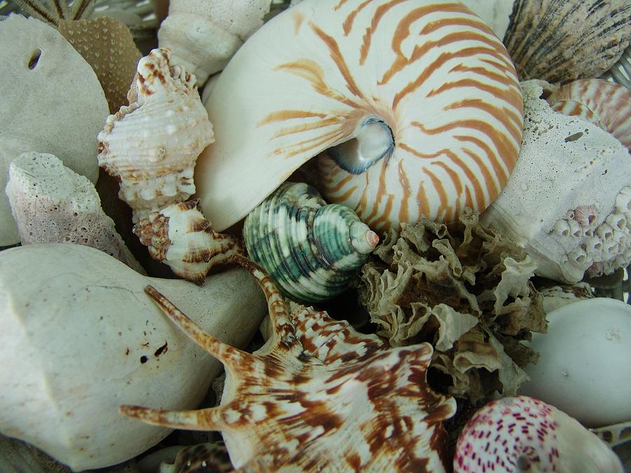 Florida Sea Shells Photograph by Florene Welebny