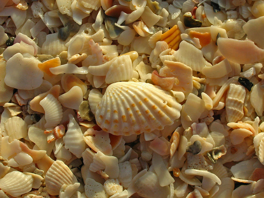 Florida Sea Shells Photograph by Juergen Roth