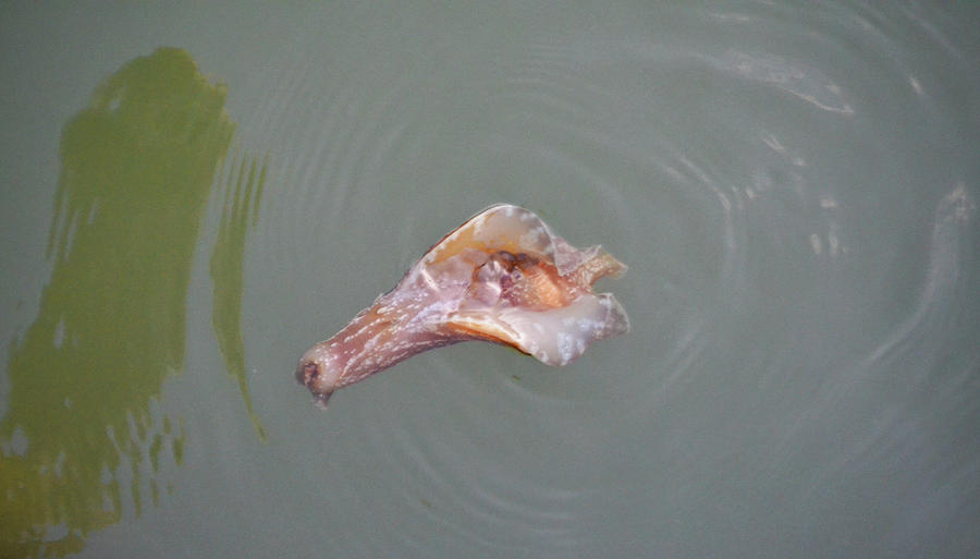 Florida Sea Slug Photograph