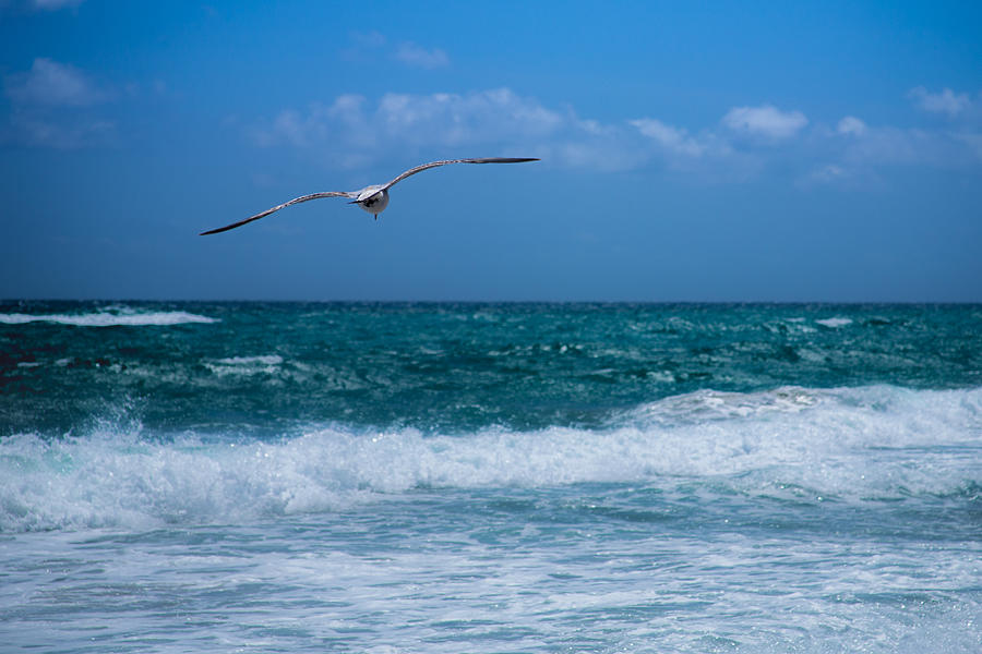 Florida Seagull in Flight Photograph by Jason Moynihan