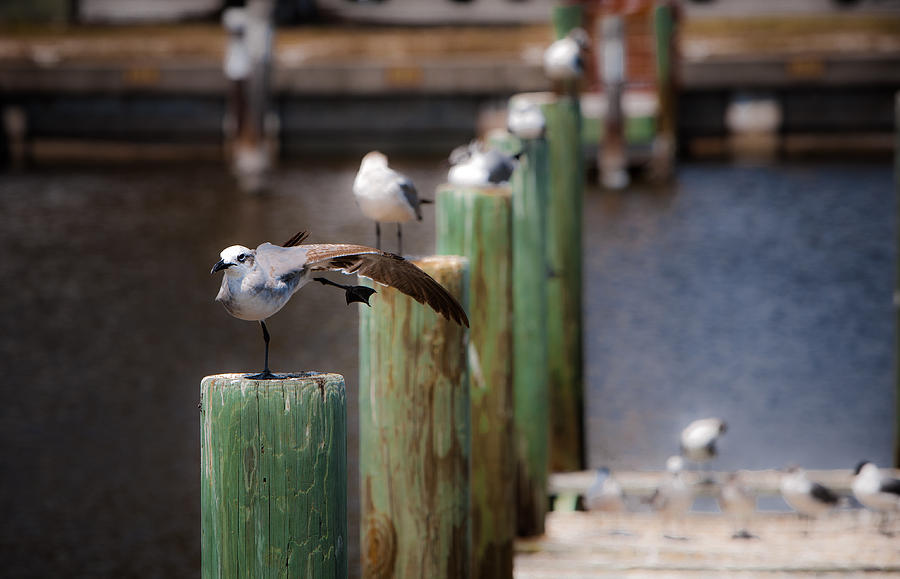 Florida Seagull Playing Photograph by Jason Moynihan