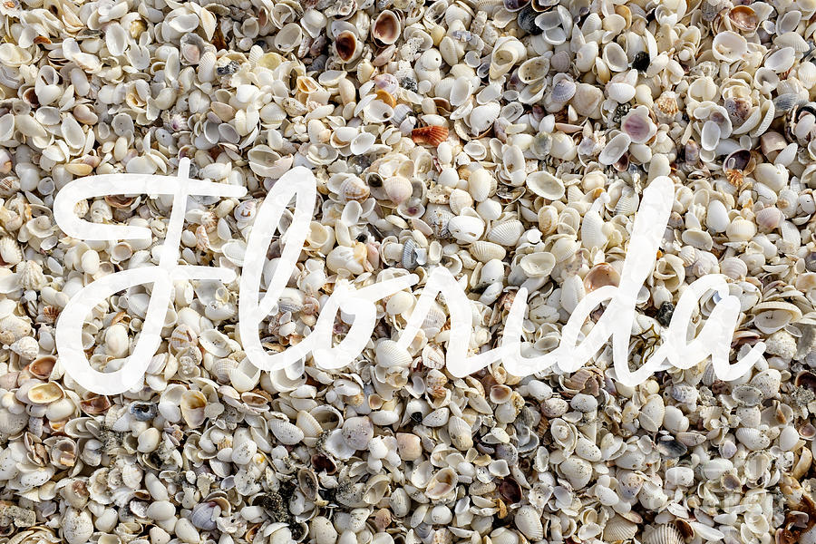 Animal Photograph - Florida Seashells by Edward Fielding