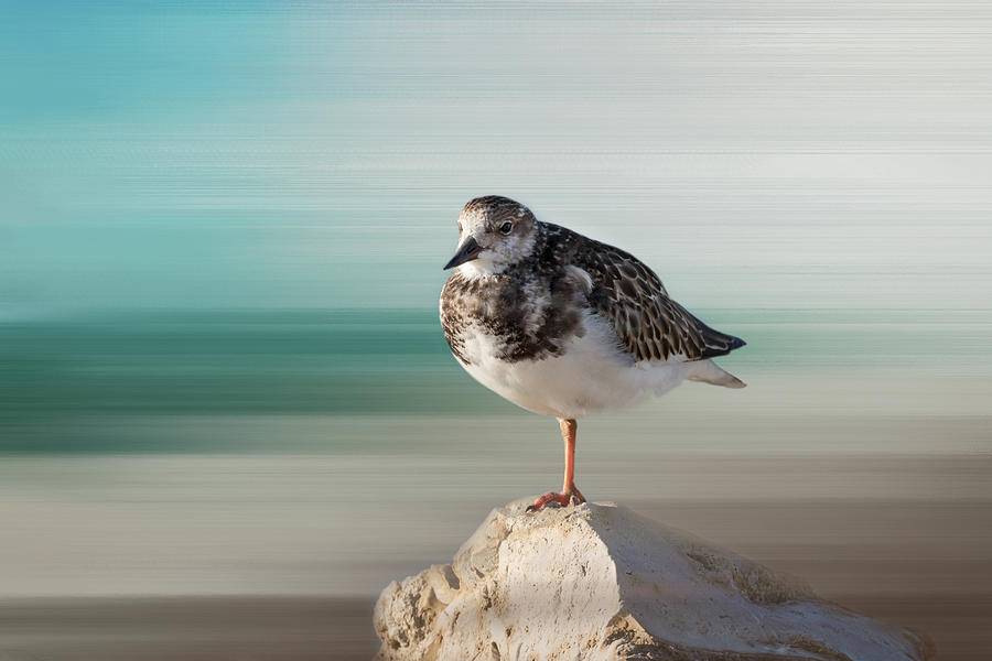 Florida Shore Bird - Ruddy Turnstone Photograph by Kim Hojnacki