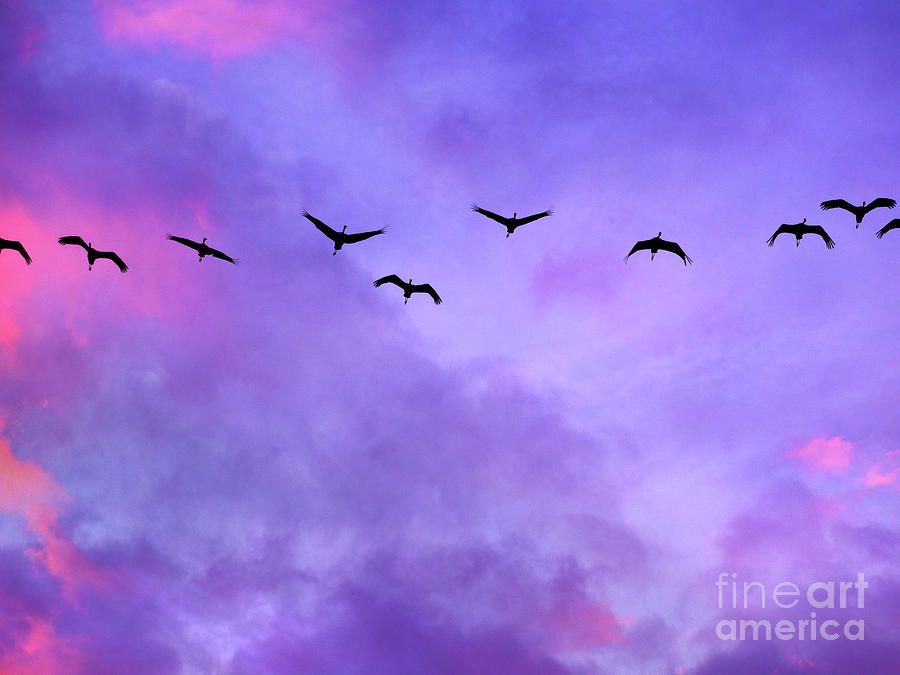 Florida Sky with Sandhill Cranes Photograph by Judi Bagwell