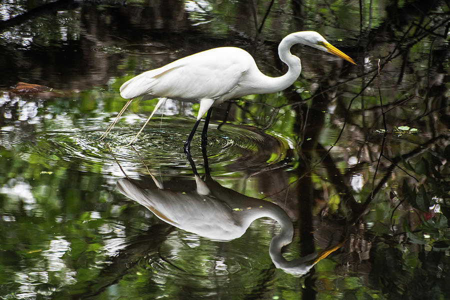 Florida Snowy Egret Reflection Photograph by Toby McGuire