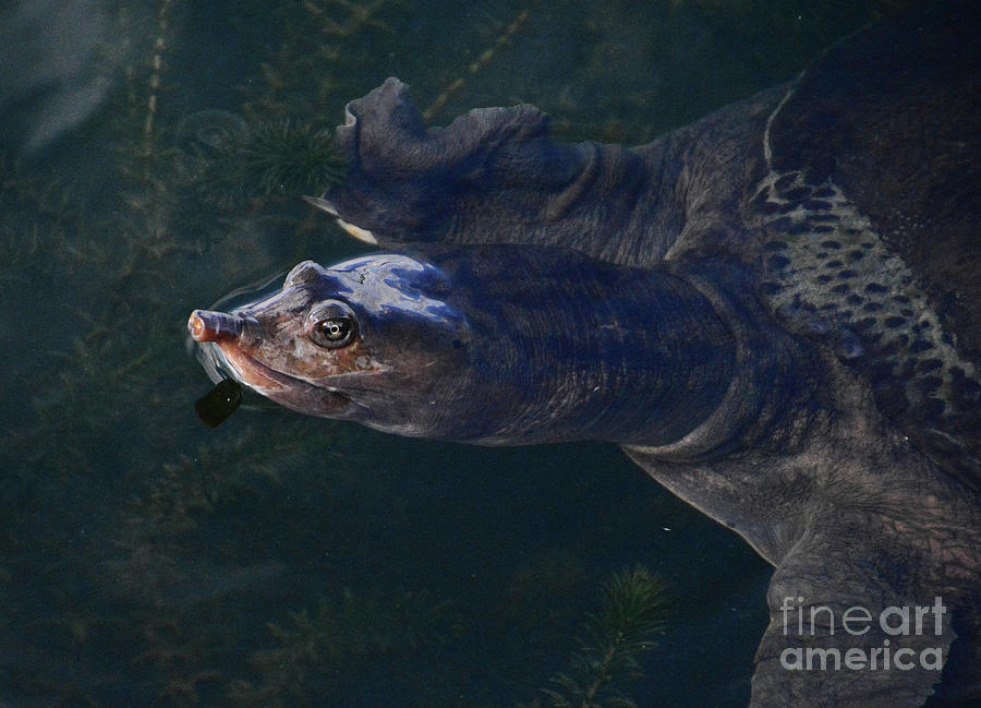 Florida Soft Shell Turtle Photograph by Cindy Manero