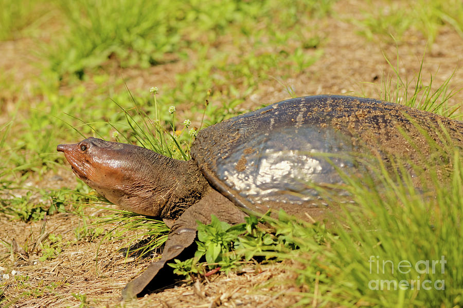 Florida Soft Shell Turtle Photograph by Natural Focal Point Photography