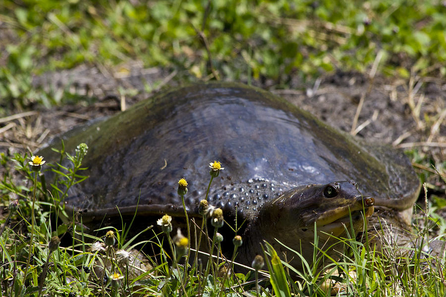 Florida Soft Shell Turtle Photograph By Roger Wedegis Fine Art America 