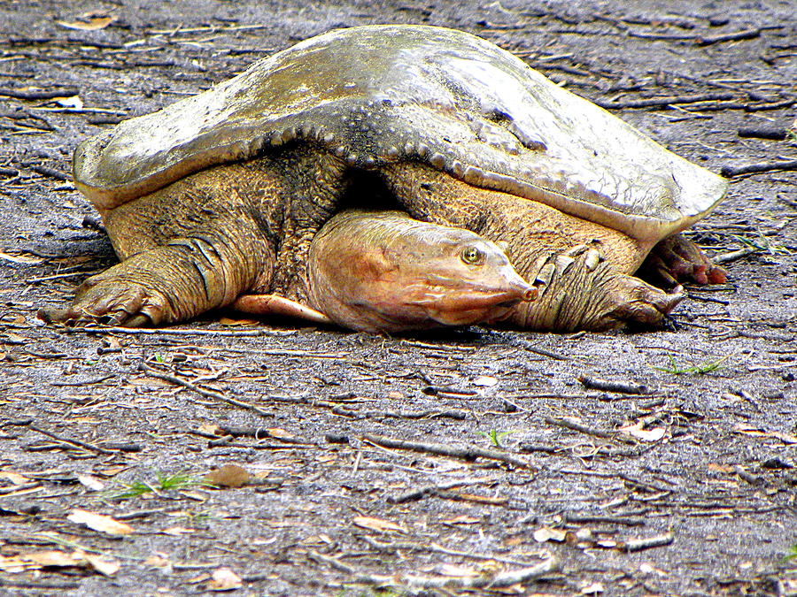 Florida Softshell Turtle 000 Photograph by Christopher Mercer
