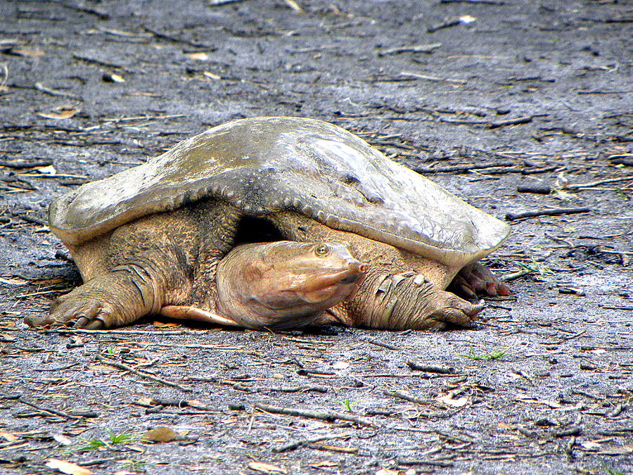 Florida Softshell Turtle 001 Photograph by Christopher Mercer