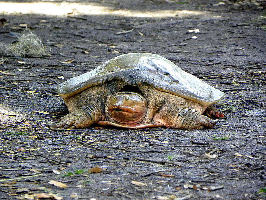 Florida Softshell Turtle 002 Photograph by Christopher Mercer