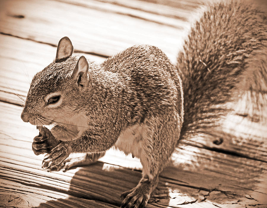 Florida Squirrel in Brown Photograph by Lillian Silva Fine Art America