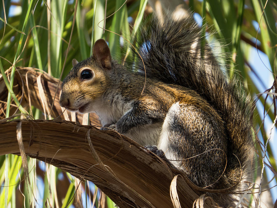 Florida squirrel Photograph by Zina Stromberg Fine Art America