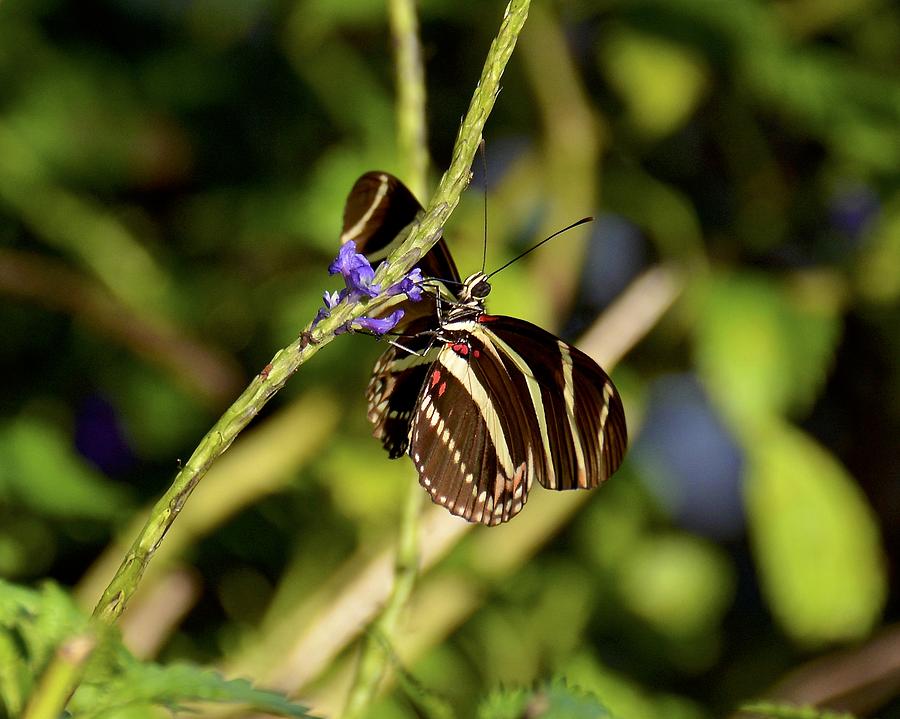 Florida State Butterfly Photograph by Carol Bradley