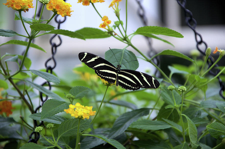 Florida State Butterfly Photograph By Grace Moerlein