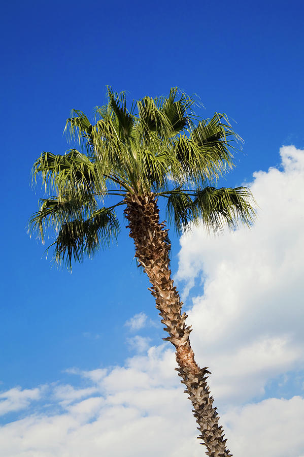 Florida State Tree Photograph by Diane Macdonald