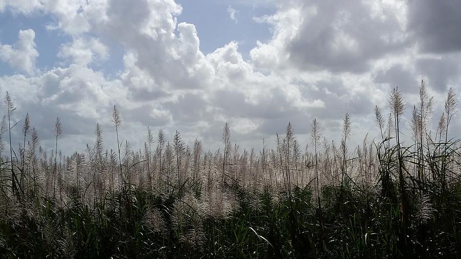 Florida Sugar Cane Country Photograph by Florene Welebny