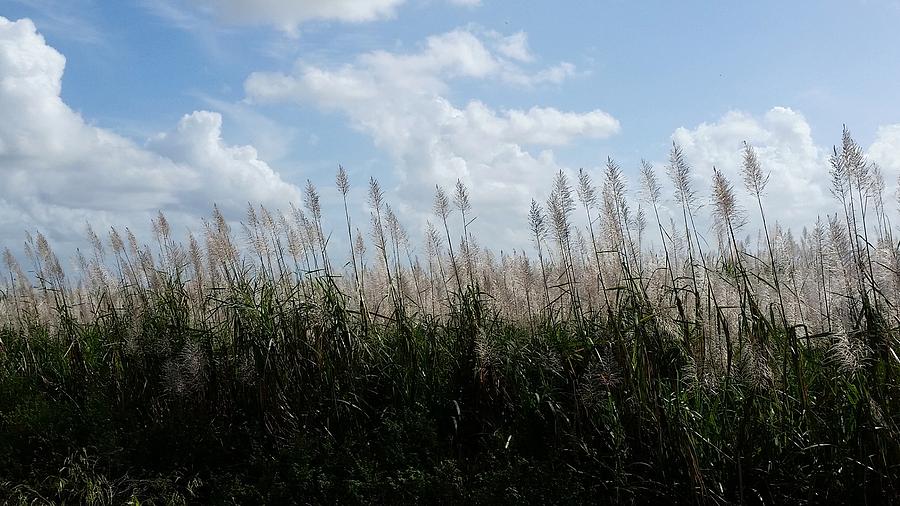 Florida Sugar Cane II Photograph by Florene Welebny