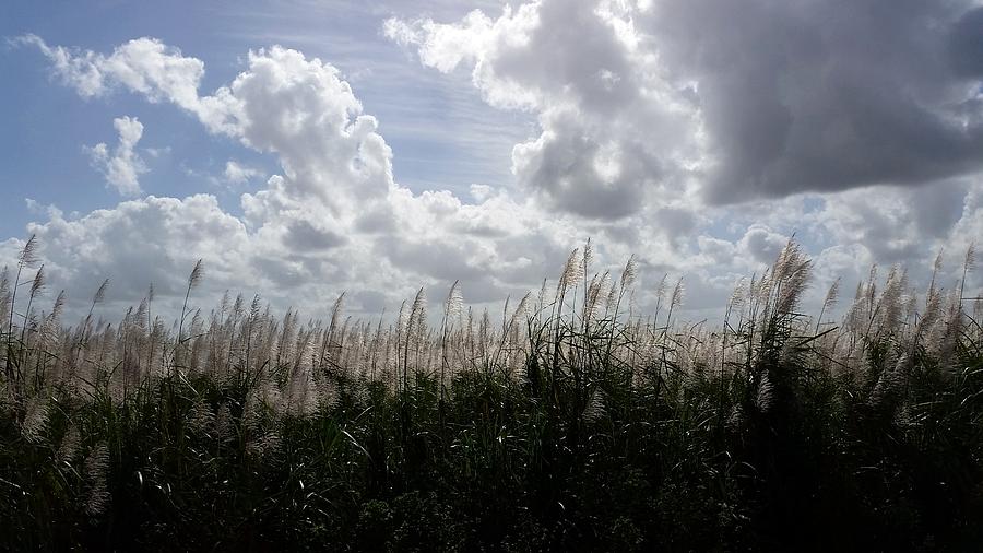 Florida Sugar Fields Photograph by Florene Welebny