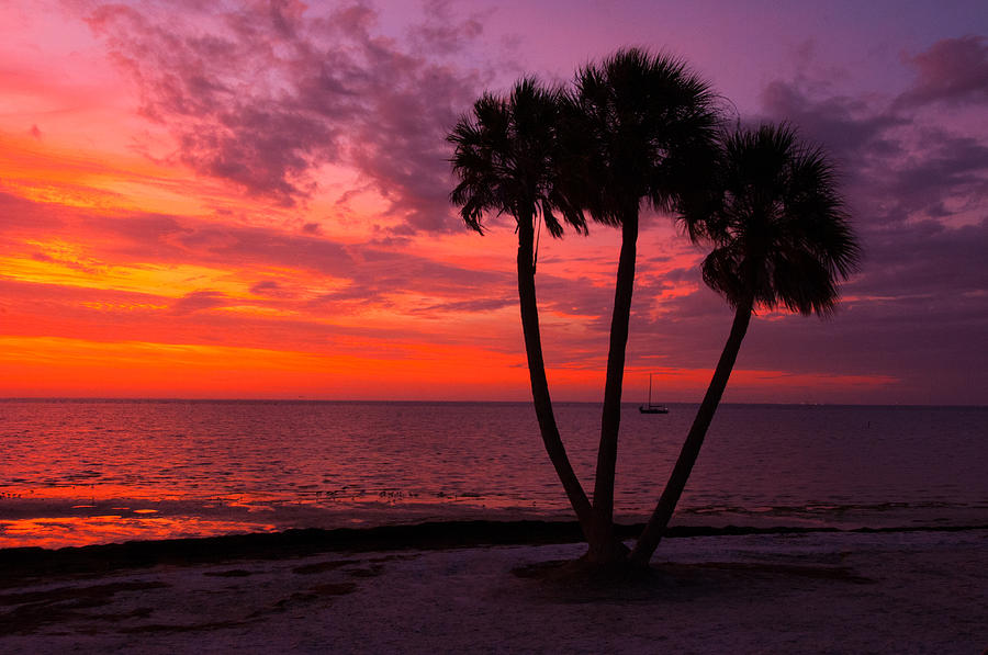 Florida Sunrise Photograph by Carolyn DAlessandro