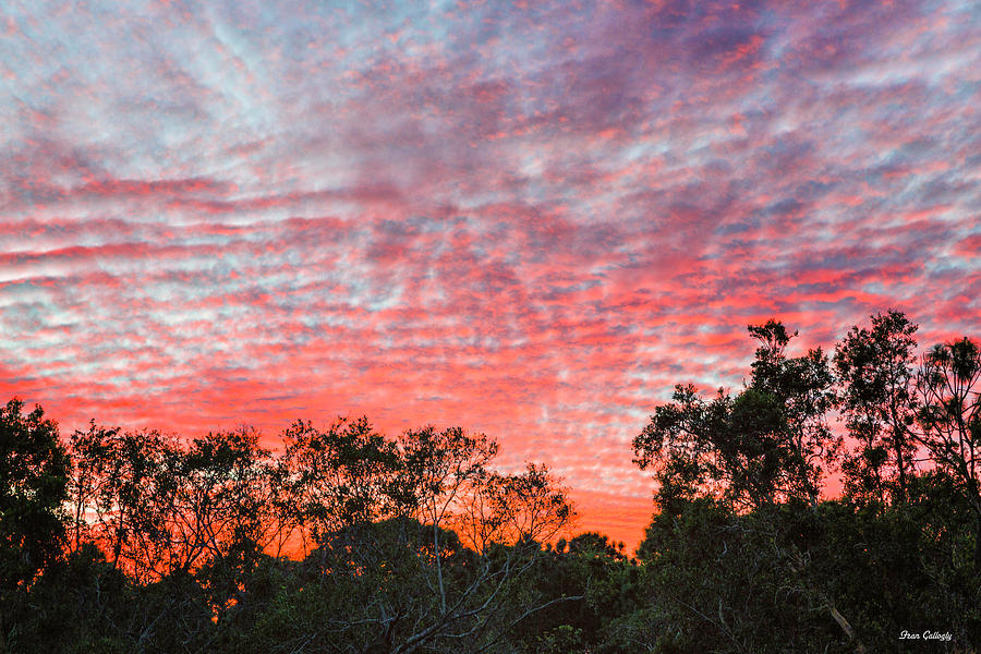 Florida Sunset Photograph by Fran Gallogly