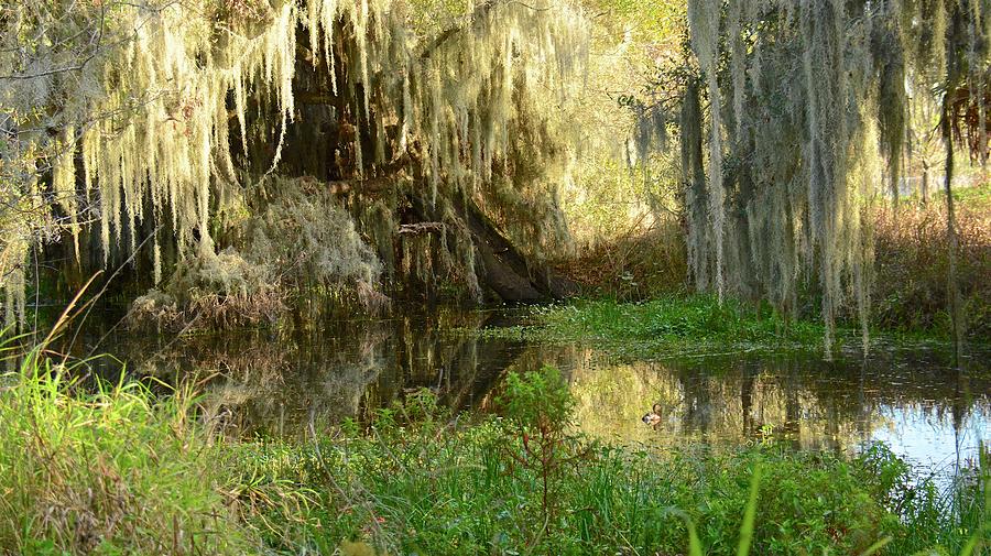 Florida Swamp Photograph by Carol Bradley