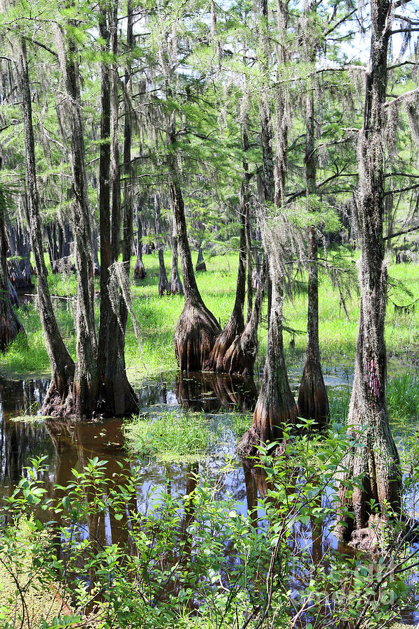 Florida Swamp Photograph by Carol Groenen