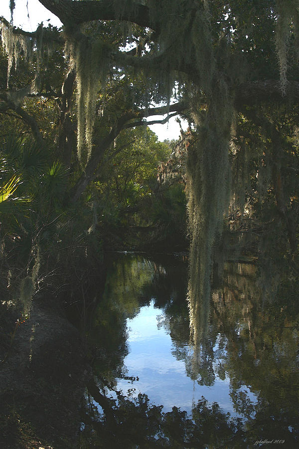 Landscape Photograph - Florida Swamp by Joseph G Holland
