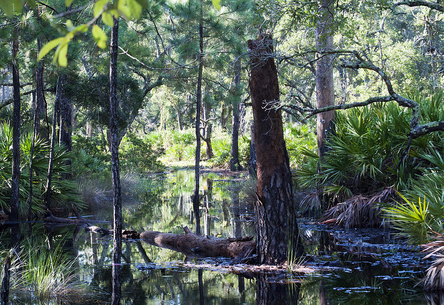 Florida Swamp Photograph by Kenneth Albin