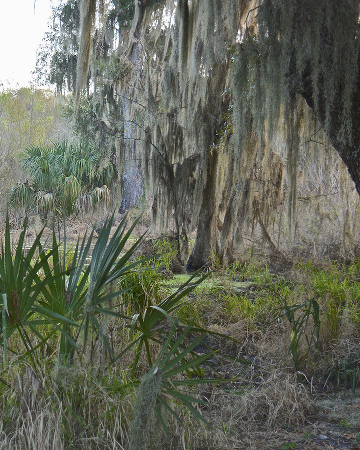 Florida Swamp Land Photograph by Carol Bradley - Fine Art America