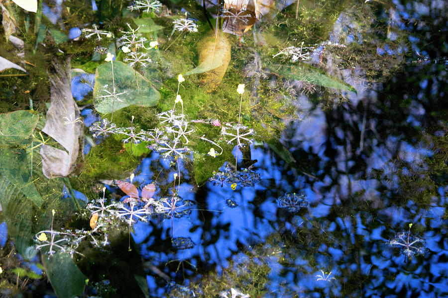 Florida Swamp Reflections Photograph by Linda Steele