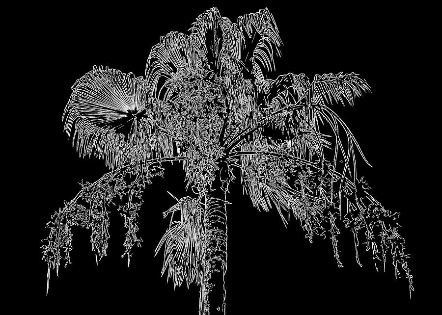 Florida Thatch Palm In Black And White Photograph by HH Photography of Florida