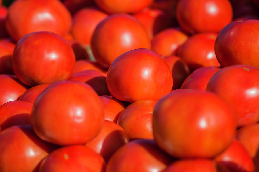 Florida Tomatoes Photograph by Fran Gallogly