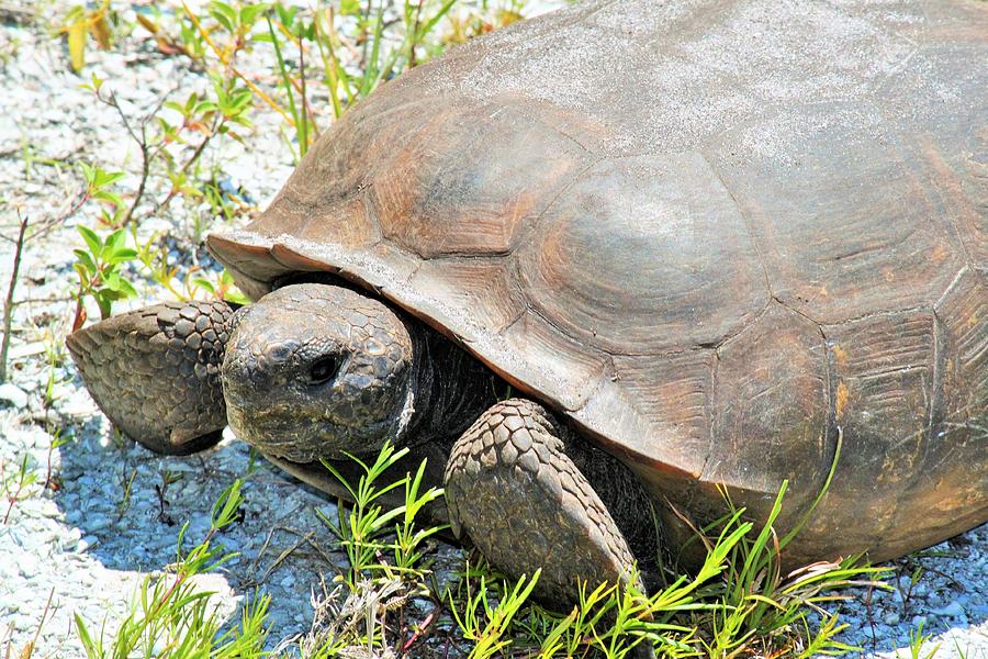 Florida Tortoise Photograph by Ronald Lake - Fine Art America