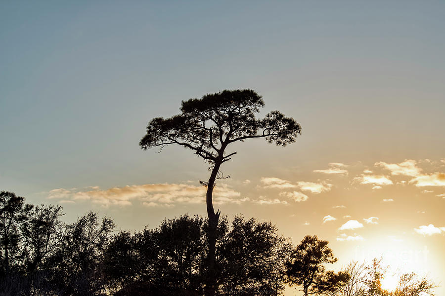 Florida Tree at Sunset Photograph by David Arment