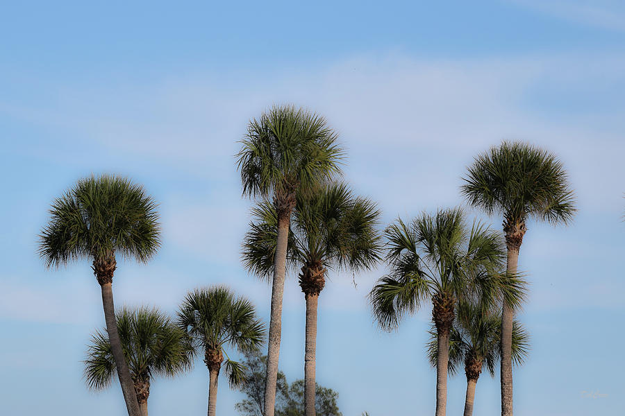 Florida Tree Foliage Photograph by Deborah  Crew-Johnson