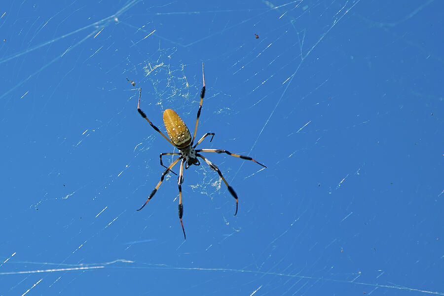 Spider Photograph - Florida Tree Spider by Robert VanDerWal