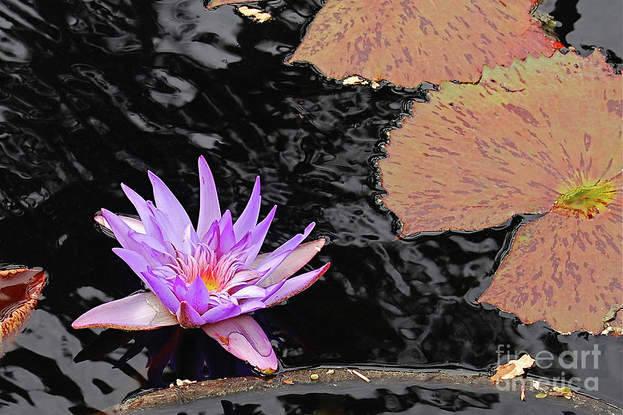Florida Water Lily Photograph by Ron Long