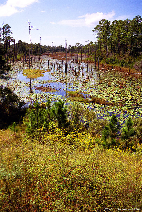 Florida Wetland Photograph by Nicole I Hamilton