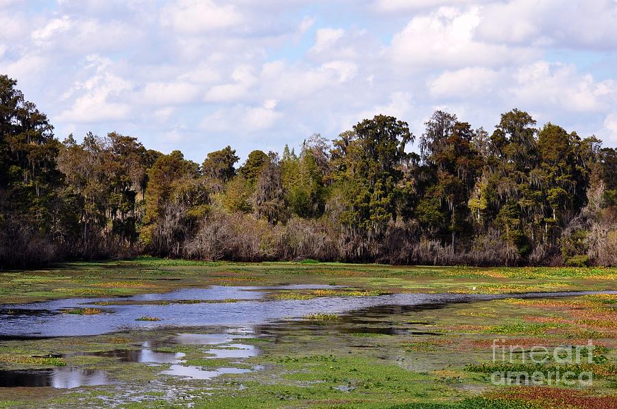 Florida Wetlands Landscape Photograph by Rose  Hill