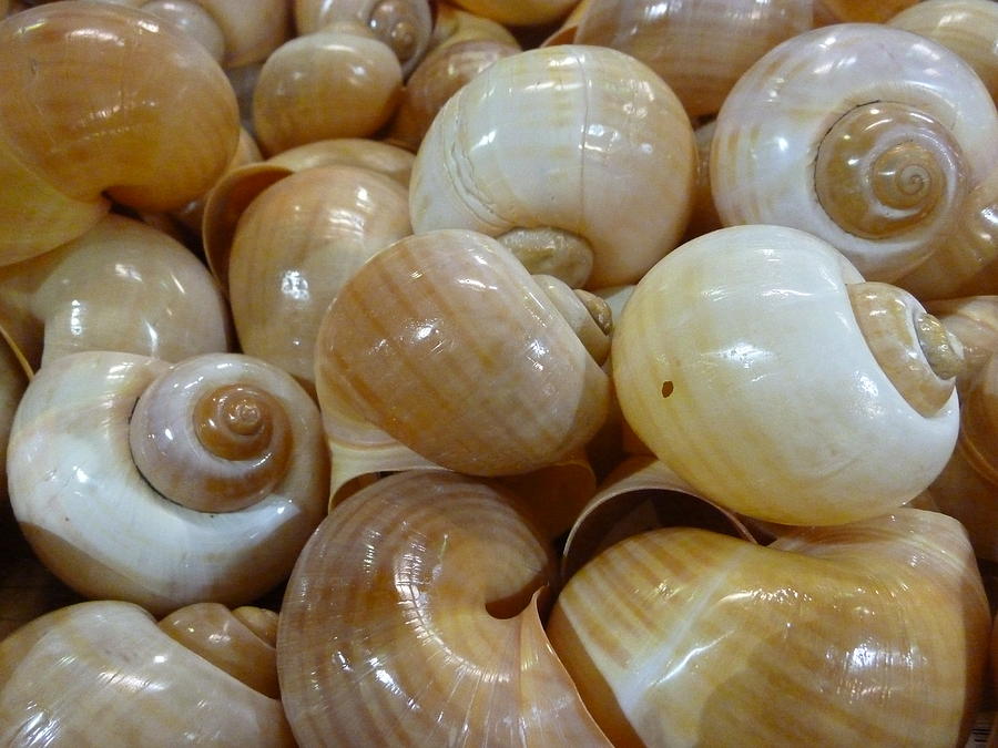 Florida Whelk Shells Photograph by Florene Welebny